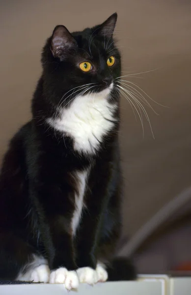 Black White Breasts Beautiful Cat Orange Eyes — Stock Photo, Image
