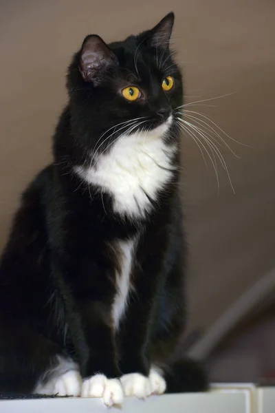 Negro Con Blanco Pechos Hermoso Gato Con Naranja Ojos —  Fotos de Stock