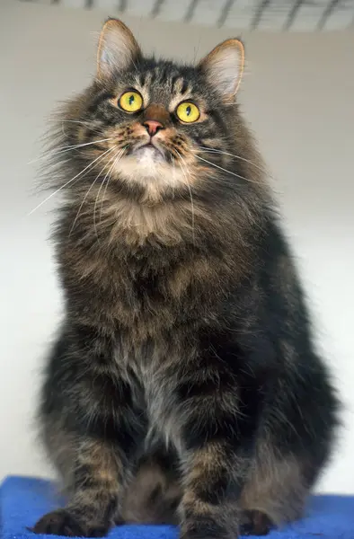 Sibérie Brun Beau Chat Aux Yeux Jaunes — Photo