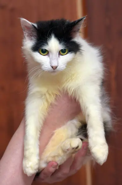 Hutan Norwegia Berbulu Putih Dengan Kucing Muda Hitam Tangan — Stok Foto