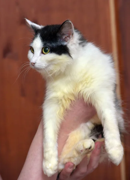 Hutan Norwegia Berbulu Putih Dengan Kucing Muda Hitam Tangan — Stok Foto