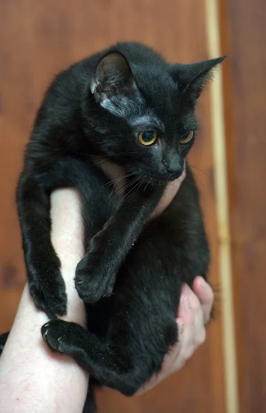 Bonito Jovem Gato Preto Com Olhos Alaranjados Nas Mãos — Fotografia de Stock