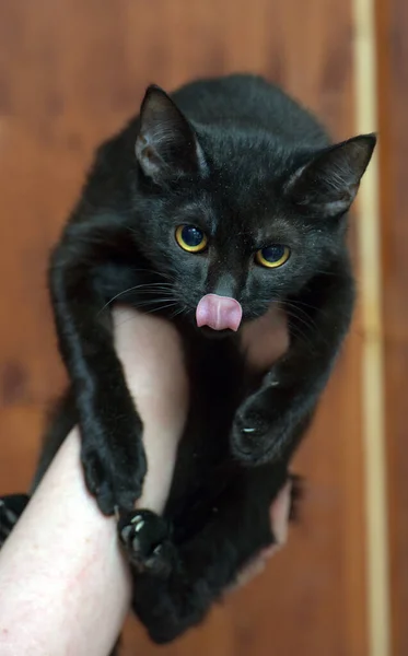 Drăguț Tânără Pisică Neagră Ochi Portocalii Mâini — Fotografie, imagine de stoc