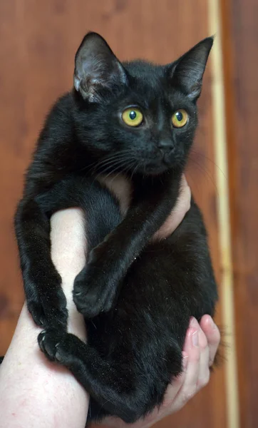 Carino Giovane Gatto Nero Con Gli Occhi Arancioni Mano — Foto Stock