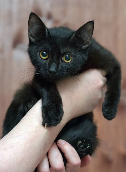 Kucing Hitam Muda Lucu Dengan Mata Oranye Tangan — Stok Foto