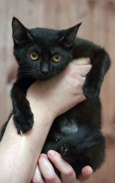 Bonito Jovem Gato Preto Com Olhos Alaranjados Nas Mãos — Fotografia de Stock