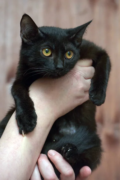 Mignon Jeune Chat Noir Avec Les Yeux Orange Dans Les — Photo