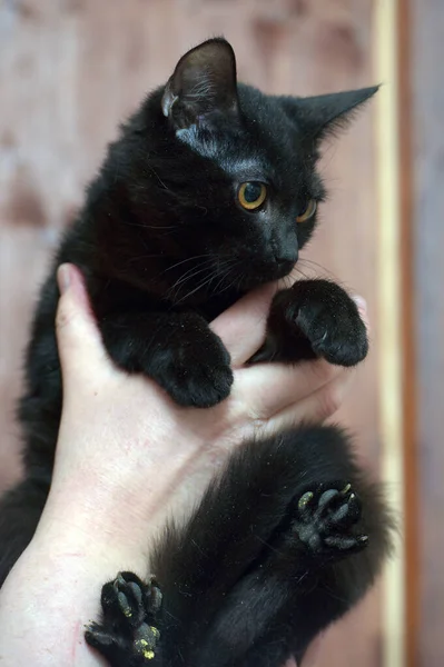 Cute Young Black Cat Orange Eyes Hands — Stock Photo, Image