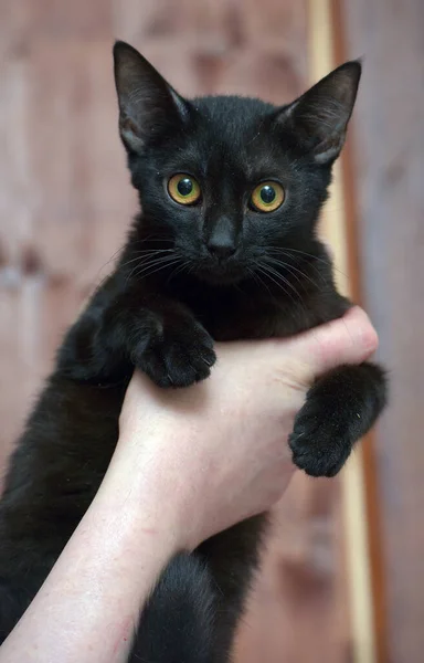 Bonito Jovem Gato Preto Com Olhos Alaranjados Nas Mãos — Fotografia de Stock