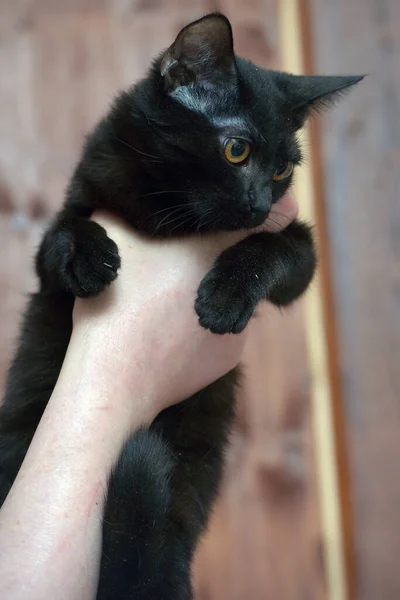 Roztomilý Mladý Černošky Kočka Oranžovýma Očima Rukou — Stock fotografie