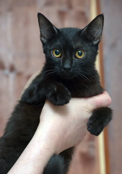 Süße Junge Schwarze Katze Mit Orangen Augen Den Händen — Stockfoto