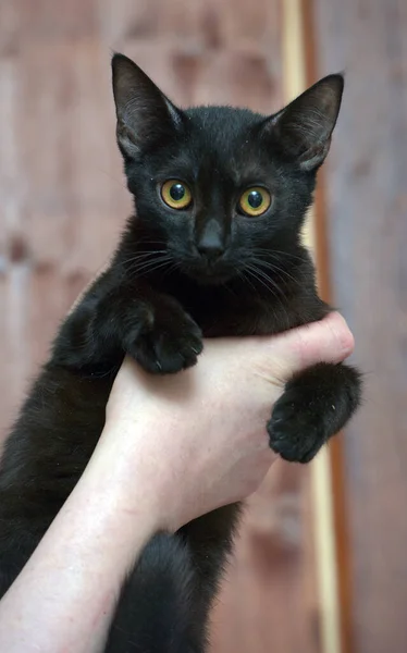Mignon Jeune Chat Noir Avec Les Yeux Orange Dans Les — Photo