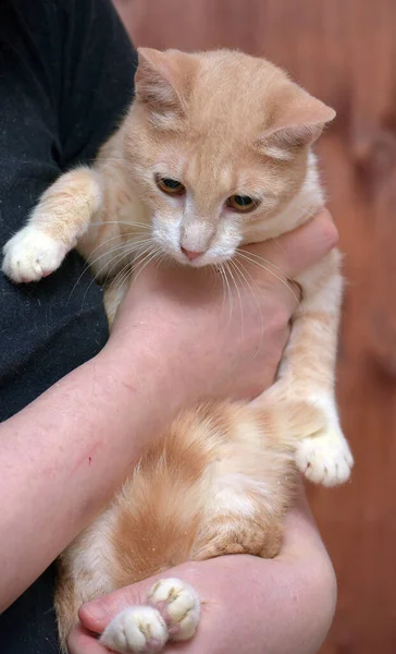 Gato Joven Rojo Blanco Con Ojos Anaranjados Las Manos — Foto de Stock