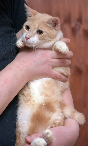 Jong Rood Wit Poesje Met Oranje Ogen Handen — Stockfoto