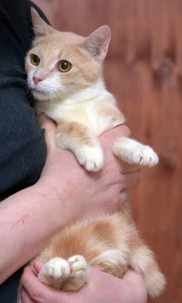 Elinde Turuncu Gözleri Olan Genç Kırmızı Beyaz Kedi — Stok fotoğraf