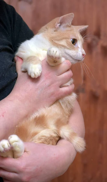 Junge Rot Weiße Katze Mit Orangefarbenen Augen Den Händen — Stockfoto