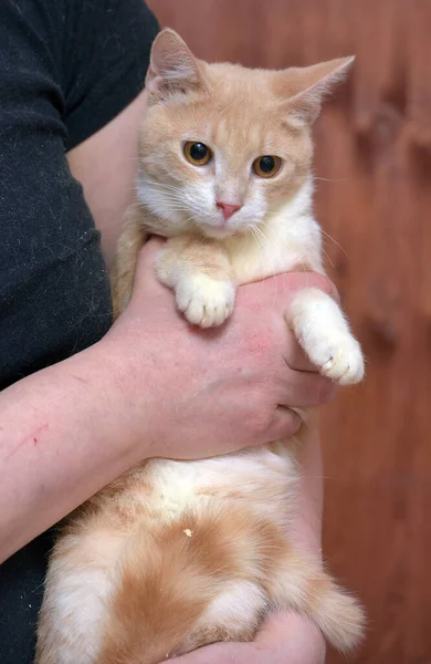 Νεαρή Κόκκινη Και Άσπρη Γάτα Πορτοκαλί Μάτια Στα Χέρια — Φωτογραφία Αρχείου