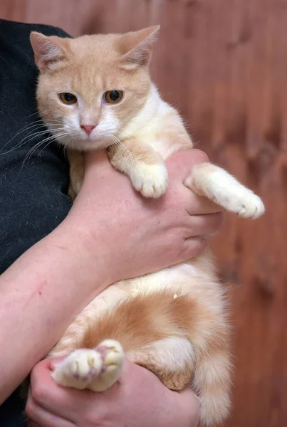 Gato Joven Rojo Blanco Con Ojos Anaranjados Las Manos — Foto de Stock