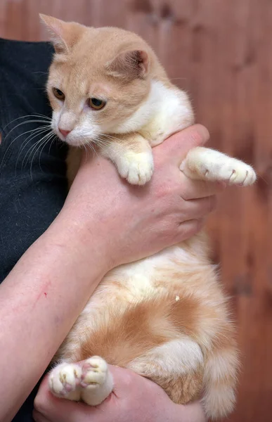 Fiatal Piros Fehér Macska Narancssárga Szemekkel Kezében — Stock Fotó