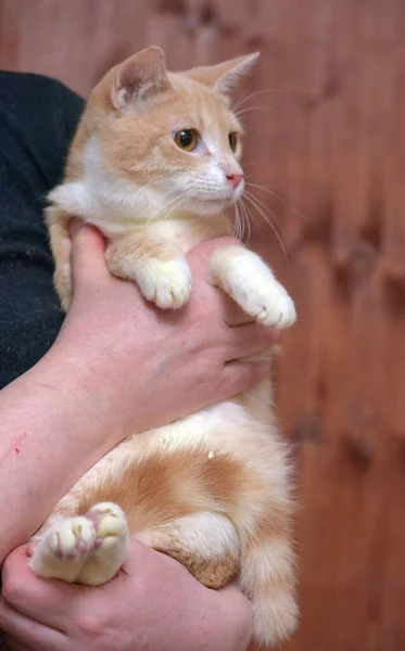 Gato Joven Rojo Blanco Con Ojos Anaranjados Las Manos — Foto de Stock