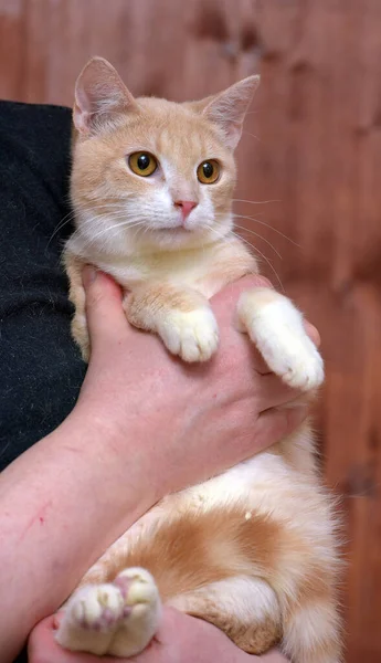 Young Red White Cat Orange Eyes Hands — Stock Photo, Image