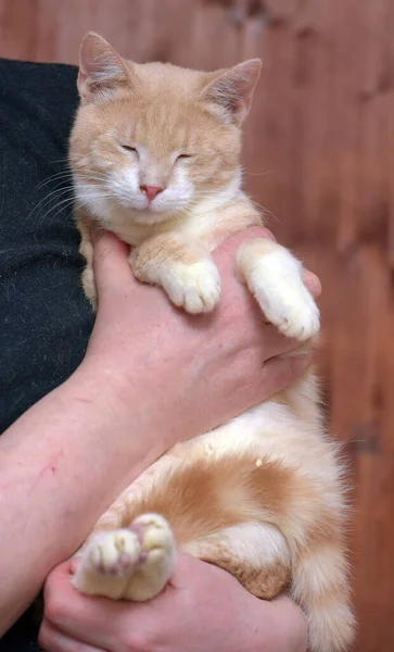 Jovem Gato Vermelho Branco Com Olhos Laranja Nas Mãos — Fotografia de Stock