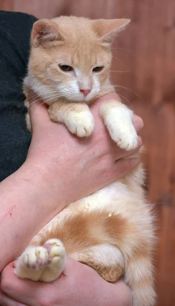 Νεαρή Κόκκινη Και Άσπρη Γάτα Πορτοκαλί Μάτια Στα Χέρια — Φωτογραφία Αρχείου