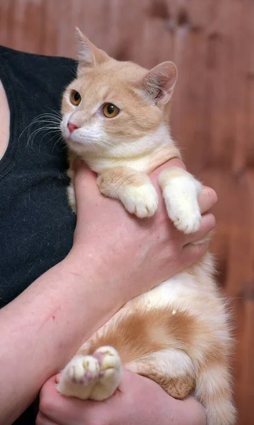 Młody Czerwony Biały Kot Pomarańczowymi Oczami Rękach — Zdjęcie stockowe