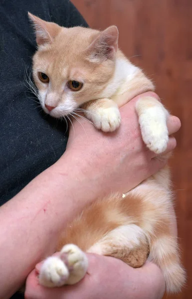 Jong Rood Wit Poesje Met Oranje Ogen Handen — Stockfoto