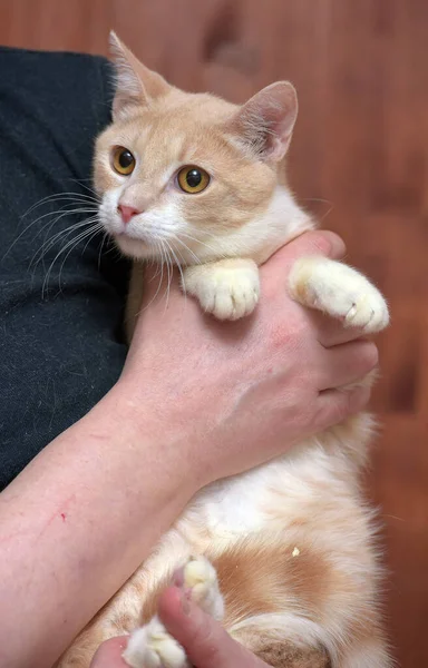Junge Rot Weiße Katze Mit Orangefarbenen Augen Den Händen — Stockfoto