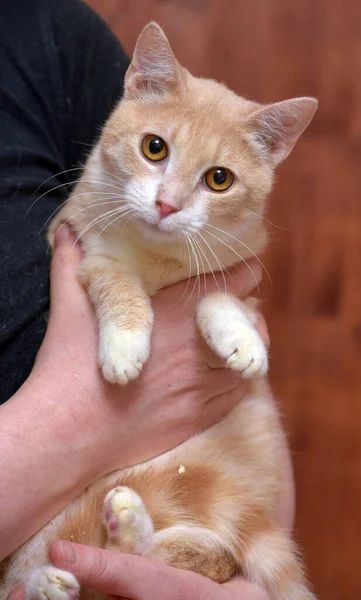 오렌지 고양이 — 스톡 사진