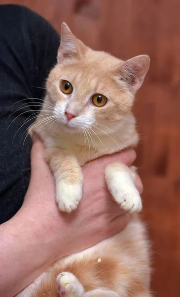 Gato Joven Rojo Blanco Con Ojos Anaranjados Las Manos — Foto de Stock