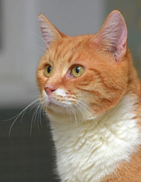 Bonito Vermelho Com Branco Gato Retrato Perto — Fotografia de Stock