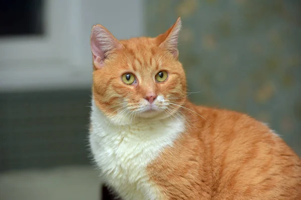 Beau Rouge Avec Portrait Chat Blanc Gros Plan — Photo