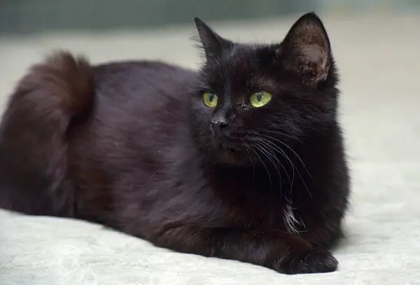 Пожилая Старая Черная Кошка Лежит Диване — стоковое фото