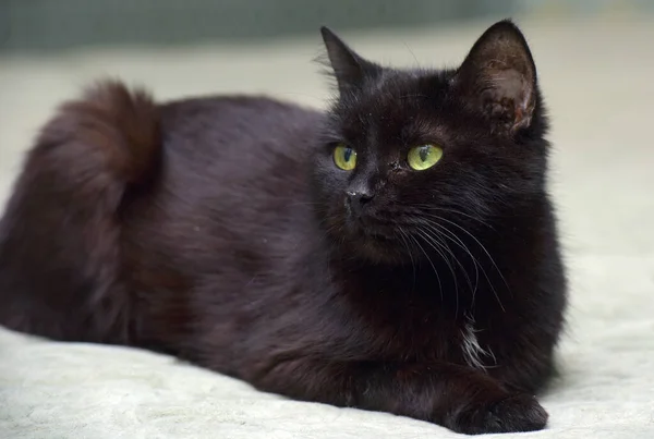 Пожилая Старая Черная Кошка Лежит Диване — стоковое фото