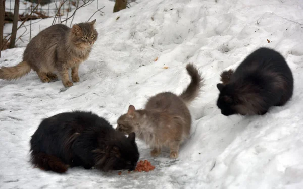 Chats Errants Mangent Dans Neige Dans Rue Hiver — Photo