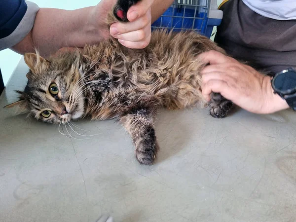 Gato Que Está Siendo Examinado Por Veterinario Una Clínica Veterinaria —  Fotos de Stock