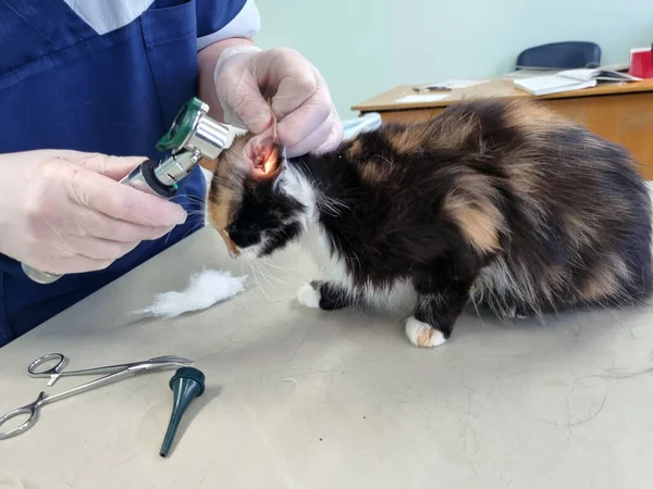 Kočka Vyšetřovaná Veterinárním Lékařem Veterinární Klinice — Stock fotografie