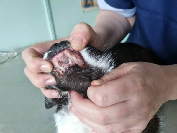 Kočka Vyšetřovaná Veterinárním Lékařem Veterinární Klinice — Stock fotografie