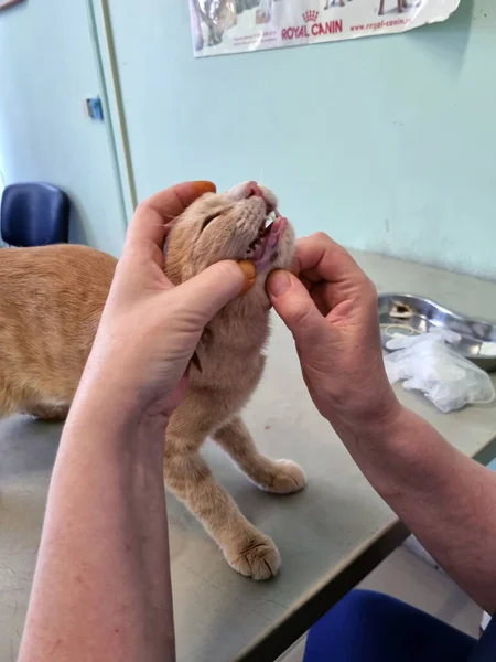 Eine Katze Die Von Einem Tierarzt Einer Tierklinik Untersucht Wird — Stockfoto