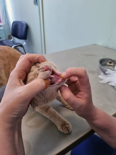 Кошку Осматривает Ветеринар Ветеринарной Клинике — стоковое фото
