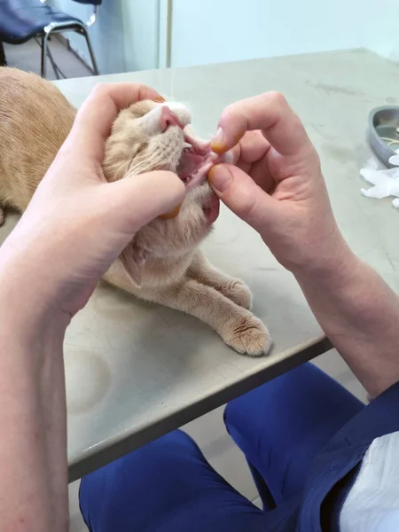 Kočka Vyšetřovaná Veterinárním Lékařem Veterinární Klinice — Stock fotografie