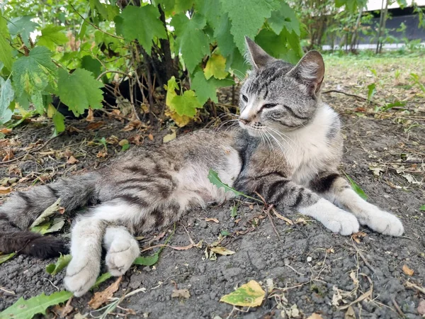 Ziek Dakloze Tabby Kat Buiten Zomer Close — Stockfoto