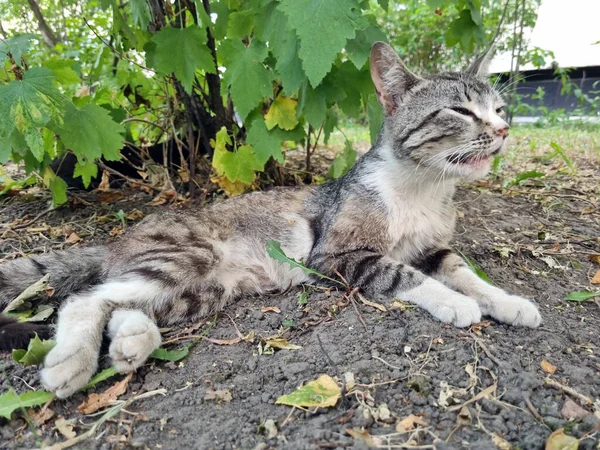 Sick Homeless Tabby Cat Outdoors Summer Close — Stock Photo, Image