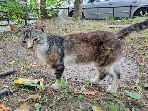 夏に屋外で病気のホームレスのタビー猫が — ストック写真