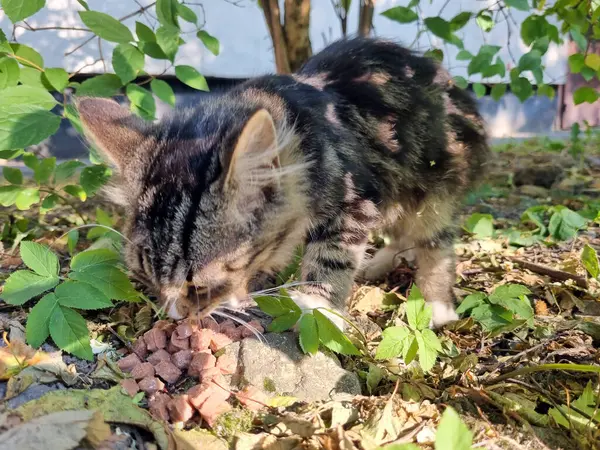 路上でお腹を空かせて食べる小さなふわふわのホームレス子猫 — ストック写真