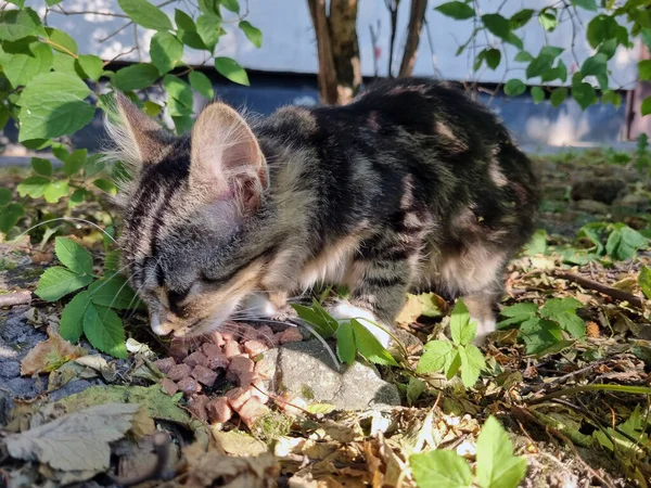 路上でお腹を空かせて食べる小さなふわふわのホームレス子猫 — ストック写真