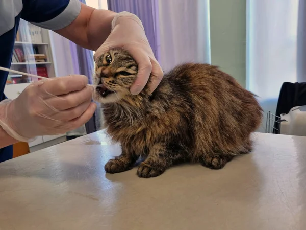 Kočka Byla Vyšetřena Veterinárním Lékařem Veterinární Klinice Přičemž Pcr Testy — Stock fotografie