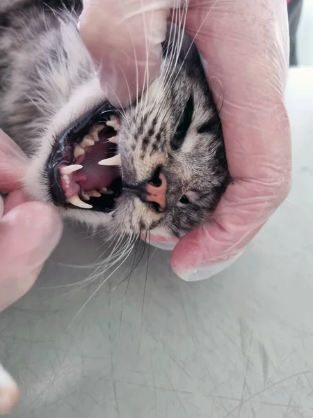 Gato Está Siendo Examinado Por Veterinario Una Clínica Veterinaria Tomando — Foto de Stock